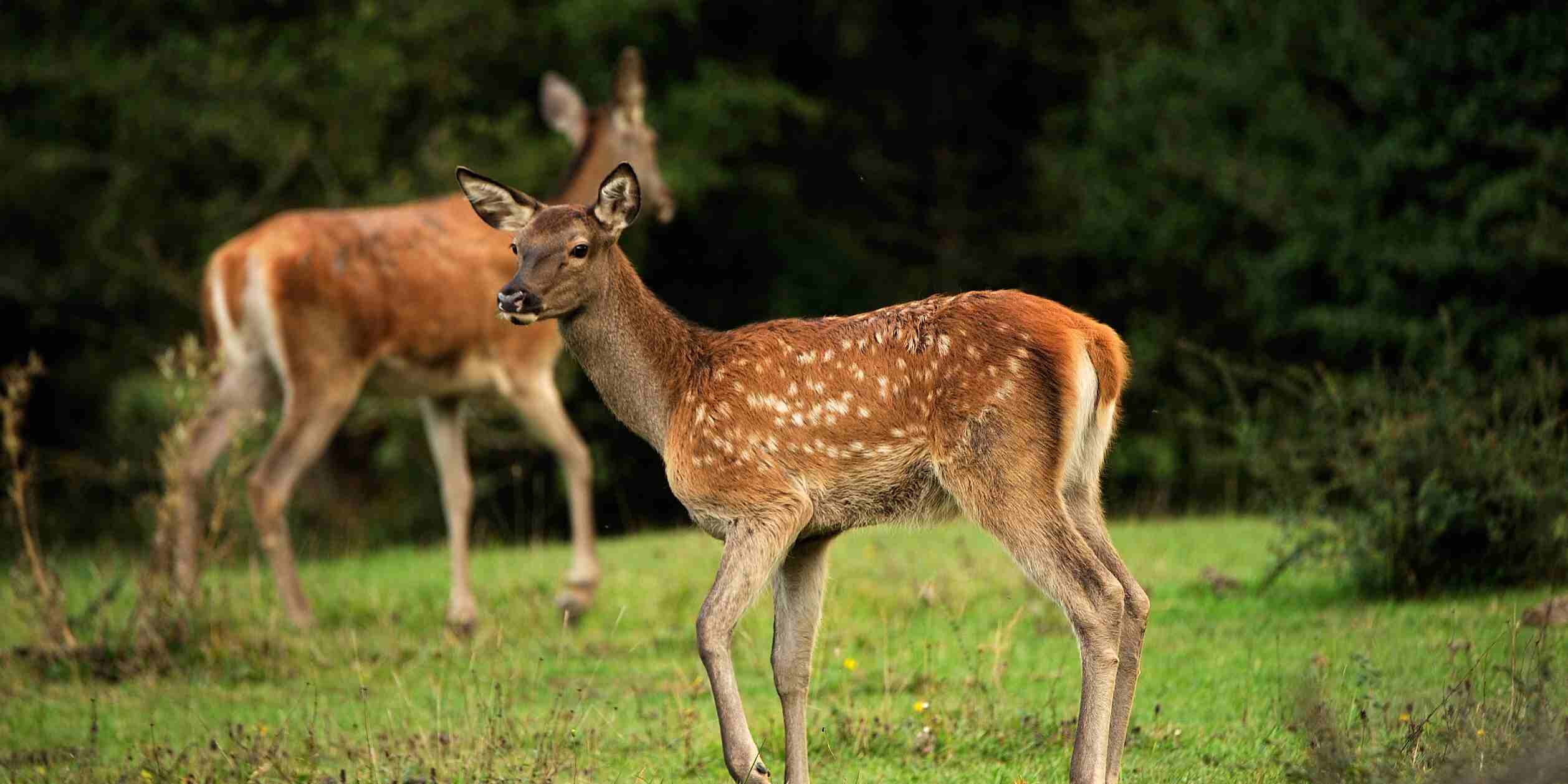 fauna